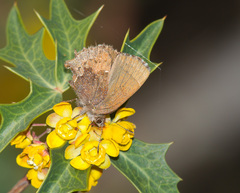 Callophrys henrici