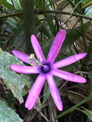Passiflora kermesina