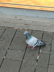 Columba livia domestica