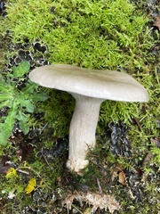 Clitocybe nebularis