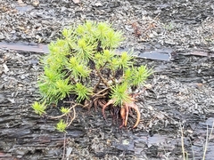 Senecio barbertonicus