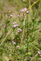 Centaurium erythraea