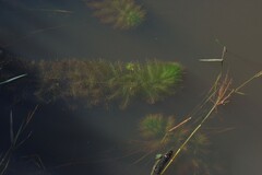Utricularia stellaris