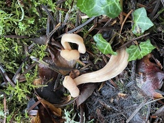 Tubariaceae