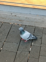Columba livia domestica
