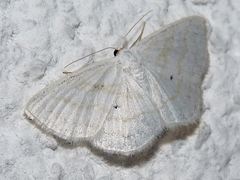 Scopula caricaria