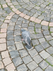 Columba livia domestica