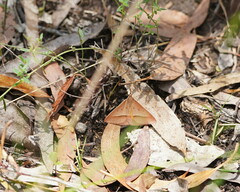 Epidesmia chilonaria