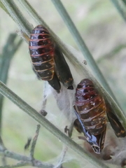 Jalmenus evagoras