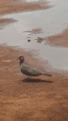 Streptopelia senegalensis senegalensis