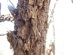 Allocasuarina torulosa