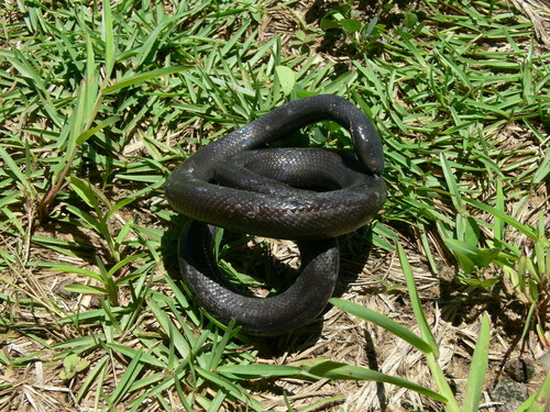Photo of a Boulenger's Mole Viper (Atractaspis boulengeri)