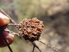 Allocasuarina torulosa