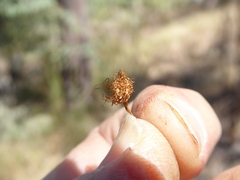 Allocasuarina torulosa