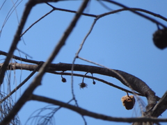 Allocasuarina torulosa
