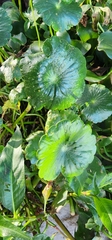 Hydrocotyle bonariensis