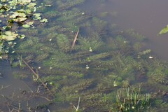 Utricularia stellaris