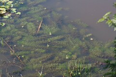 Utricularia stellaris
