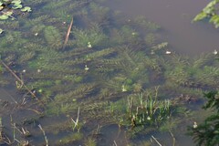 Utricularia stellaris