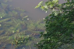 Utricularia stellaris