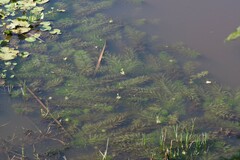 Utricularia stellaris