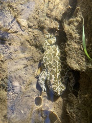 Bufotes boulengeri
