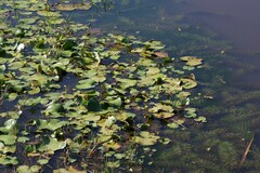 Nymphoides thunbergiana