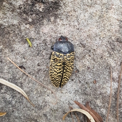 Stigmodera macularia
