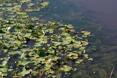 Nymphoides thunbergiana