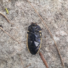 Stigmodera macularia