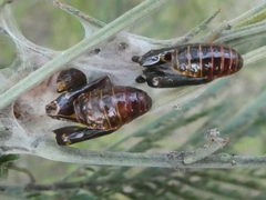Jalmenus evagoras