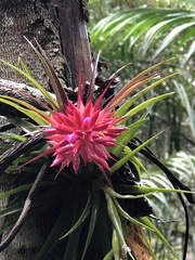 Tillandsia geminiflora