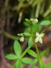 Galium densum
