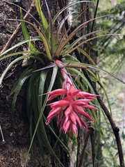 Tillandsia geminiflora
