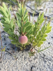 Roepera sessilifolia