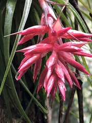 Tillandsia geminiflora