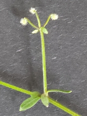 Galium densum