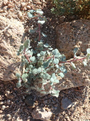 Forsskaolea tenacissima
