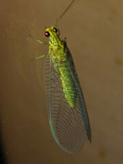Calochrysa extranea