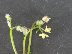 Galium densum