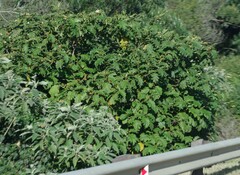 Solanum chrysotrichum