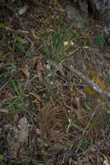 Tricoryne anceps