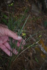 Tricoryne anceps