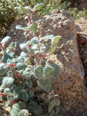 Forsskaolea tenacissima