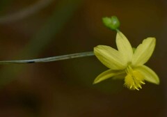 Tricoryne anceps