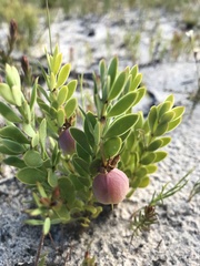 Roepera sessilifolia