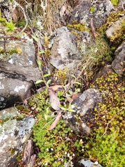 Myosotis australis