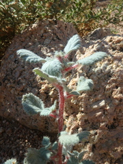 Forsskaolea tenacissima
