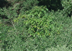 Solanum chrysotrichum