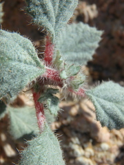 Forsskaolea tenacissima